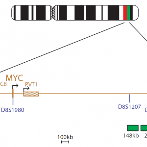 LPS027 – CYTOCELL MYC BREAKAPART